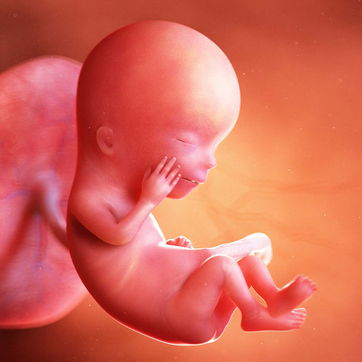 Baby development at 12 weeks